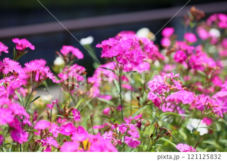 可愛い　ナデシコの花 121125832