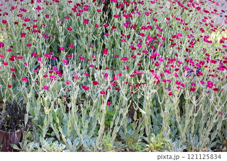 可愛い リクニス コロナリアの花 可愛い リクニス コロナリアの花 121125834