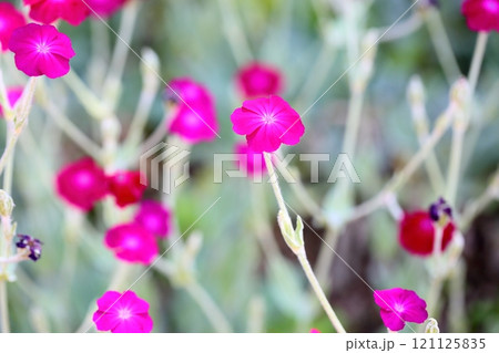 可愛い リクニス コロナリアの花 可愛い リクニス コロナリアの花 121125835
