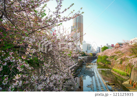 桜と高層ビルの風景 121125935