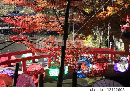 秋、間々田八幡宮の小橋に飾られた番傘が映えます 秋、間々田八幡宮の小橋に飾られた番傘が映えます 121126084