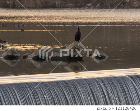 大和川柏原堰堤の川鵜 121126426