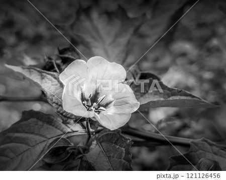 モノクロームの世界~大千成の花~ モノクロームの世界~大千成の花~ 121126456