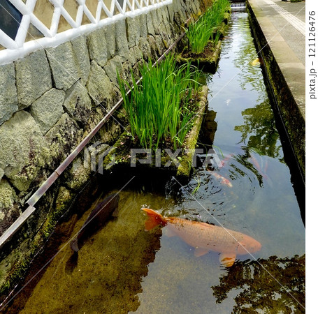 津和野 殿町通り なまこ塀を取り巻く堀割りに錦鯉が泳ぐ風景 島根県鹿足郡津和野町 津和野 殿町通り なまこ塀を取り巻く堀割りに錦鯉が泳ぐ風景 島根県鹿足郡津和野町 121126476