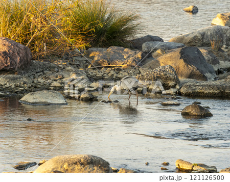 魚を狙う大和川のアオサギ 魚を狙う大和川のアオサギ 121126500