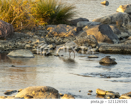 魚を狙う大和川のアオサギ 121126501
