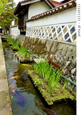 津和野　殿町通り なまこ塀を取り巻く堀割りに錦鯉が泳ぐ風景　島根県鹿足郡津和野町 121126511