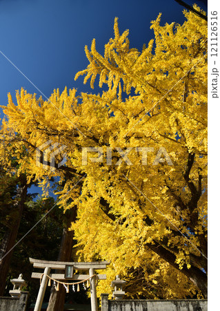 賀茂神社　【和歌山県紀の川市】 121126516