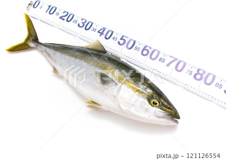 新鮮なブリと魚計測用メジャー　 121126554