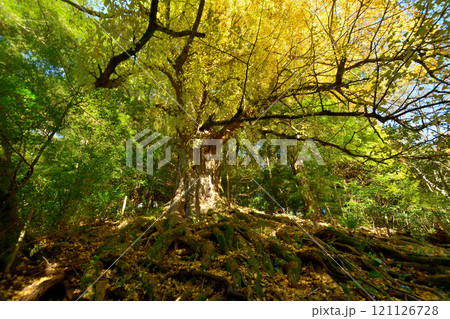 流谷八幡神社(大イチョウ)　【大阪府河内長野市】 121126728