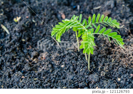 Plant a tree Plant a tree 121126793