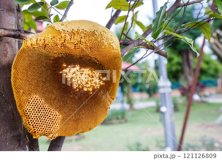 Fresh Honey comb 121126809