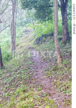 Path in the forest. Path in the forest. 121126855