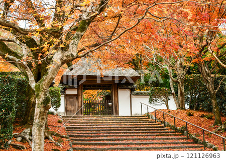晩秋の京都 安楽寺の紅葉 121126963
