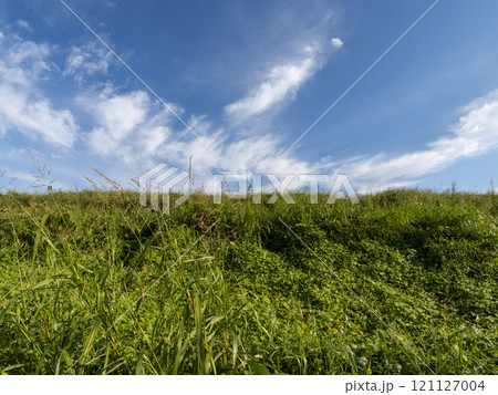 堤防の植物と青空の景色 121127004