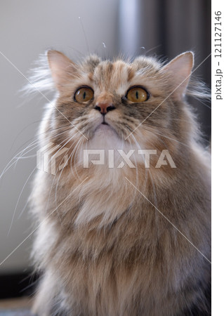 Cute fluffy brown cat. Mixed breed cat between Maine Coon and Scottish Fold. 121127146