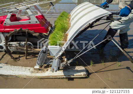 rice-planting rice-planting 121127155