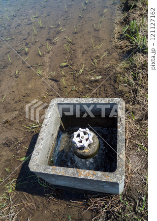 rice-planting 121127162