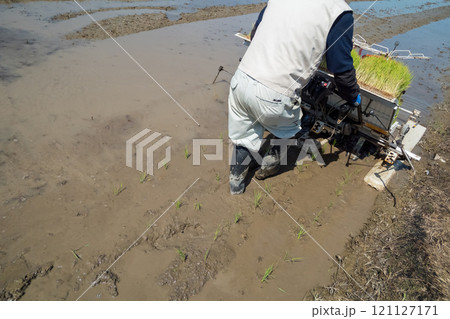 rice-planting 121127171