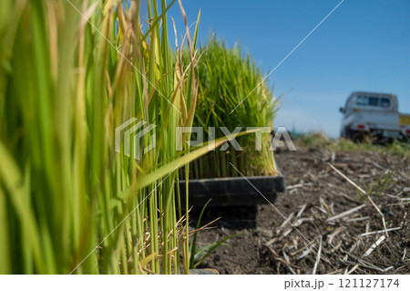 rice-planting rice-planting 121127174