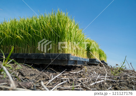 rice-planting rice-planting 121127176