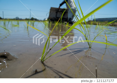 rice-planting rice-planting 121127177