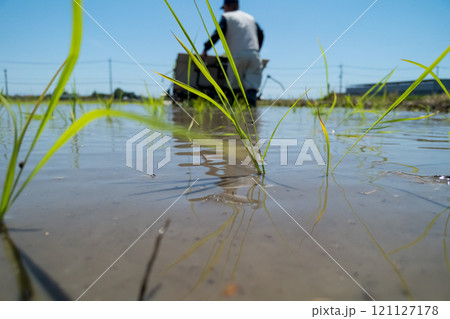 rice-planting 121127178