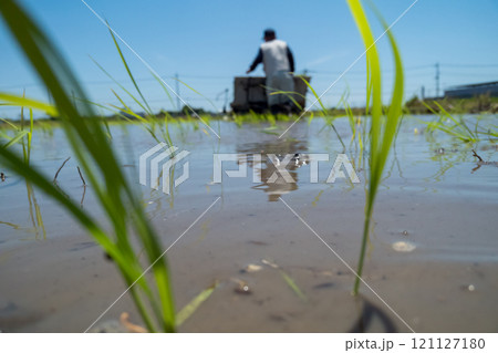 rice-planting 121127180