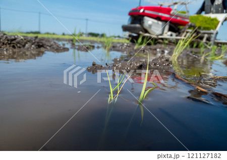 rice-planting rice-planting 121127182