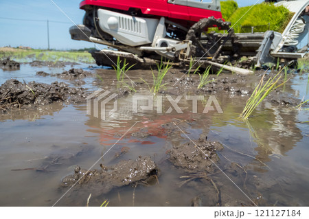 rice-planting rice-planting 121127184