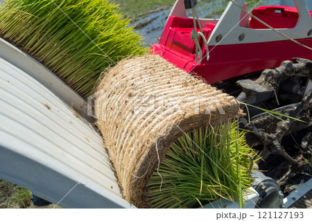 rice-planting 121127193