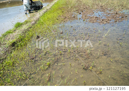 rice-planting 121127195