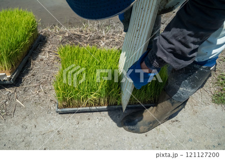 rice-planting 121127200