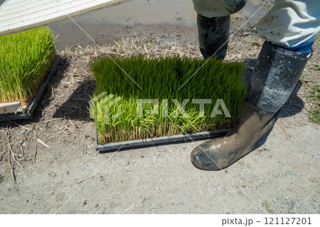 rice-planting rice-planting 121127201