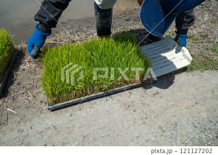 rice-planting 121127202