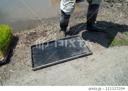 rice-planting 121127204