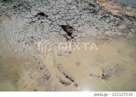 rice-planting 121127210