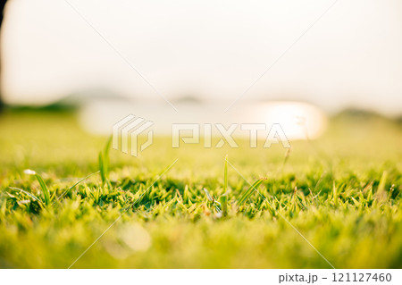 Closeup of lush uncut world of vibrant greenery, A lush green grass field up close for background, ECO concept 121127460