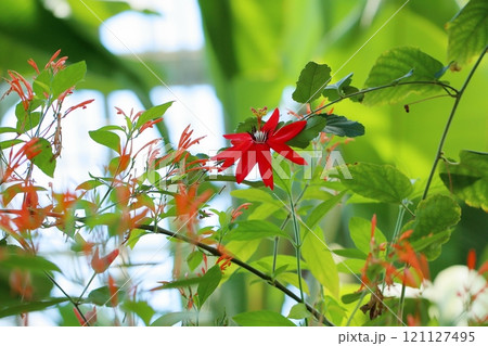 ベニバナトケイソウの花 121127495