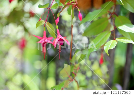 フクシアの花 121127566