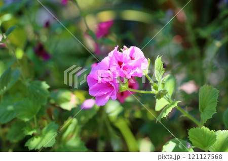 ぺラルゴニウムの花　モナリザ 121127568