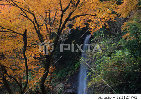 紅葉に囲まれた養老の滝 121127742