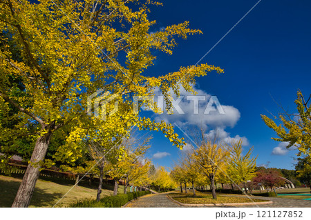 銀杏並木ーふくい健康の森 銀杏並木ーふくい健康の森 121127852