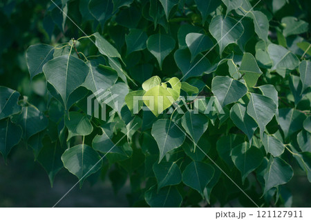 深緑の葉の真ん中にポツンと生えている新緑の葉 121127911