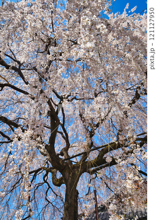 京都 本満寺の枝垂れ桜(京都府京都市上京区) 京都 本満寺の枝垂れ桜(京都府京都市上京区) 121127950