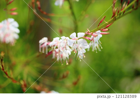 ガウラの花 ガウラの花 121128389