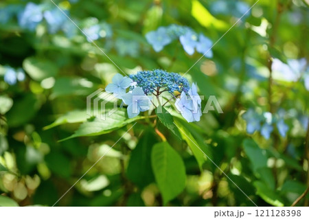 爽やか　アジサイの花 121128398