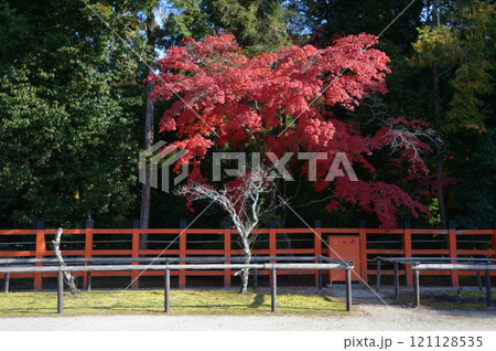 上賀茂神社　境内の紅葉　京都市北区 121128535