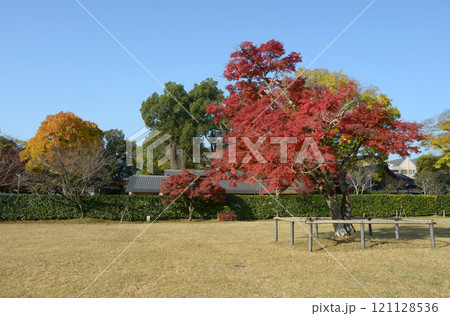 上賀茂神社 境内の紅葉 京都市北区 上賀茂神社 境内の紅葉 京都市北区 121128536