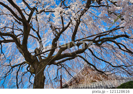 京都　本満寺の枝垂れ桜（京都府京都市上京区） 121128616